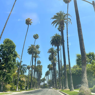 Street in Beverly Hills