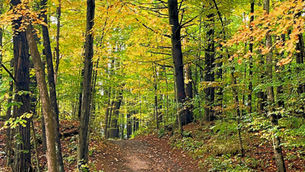 Give the Gift of Adventure This Year! Gift Your Favorite Explorer a Subscription to All Trails Pro