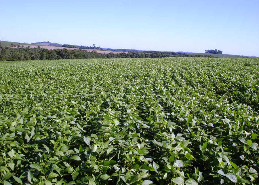 lavoura de soja com fertilizante novo da embrapa