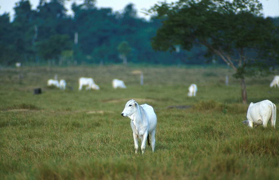 Agrobid Marketplace Agro - 5 segredos para seu pasto se tornar uma lavoura!