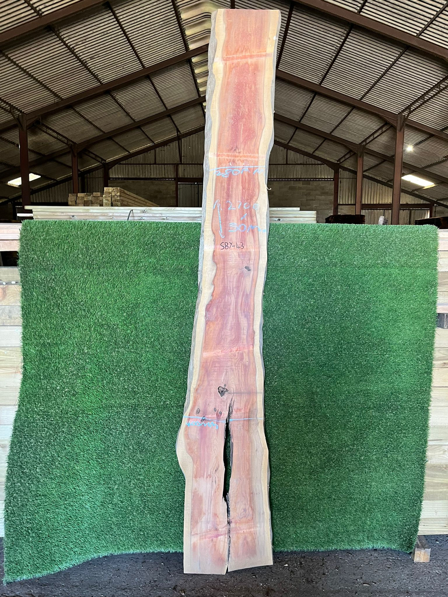Live Edge Yew Slab - #SBY43