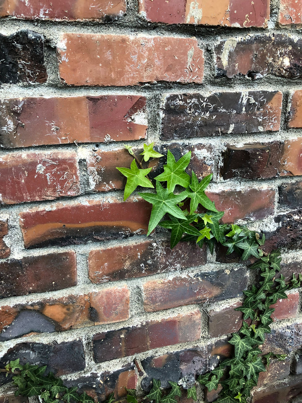 Ivy climbs wall a photo by Holly Manno