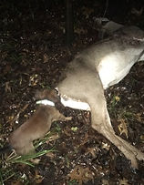 Hunt Terrier aka solid colored Jack Russell with wounded deer