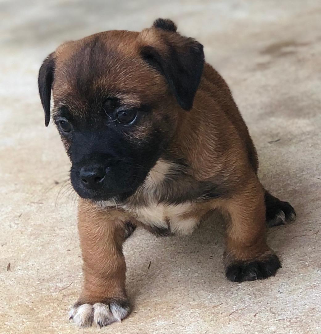 american hunting terrier