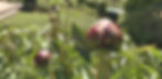 F1CBB946-3419-40DB-89D3-4900FD4F5042_edited.jpg