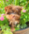 heaven%20puppy_edited.jpg