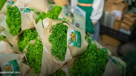 Auroville's Organic Farm Cafes: Where Pondicherry's Best Meals Start in the Soil