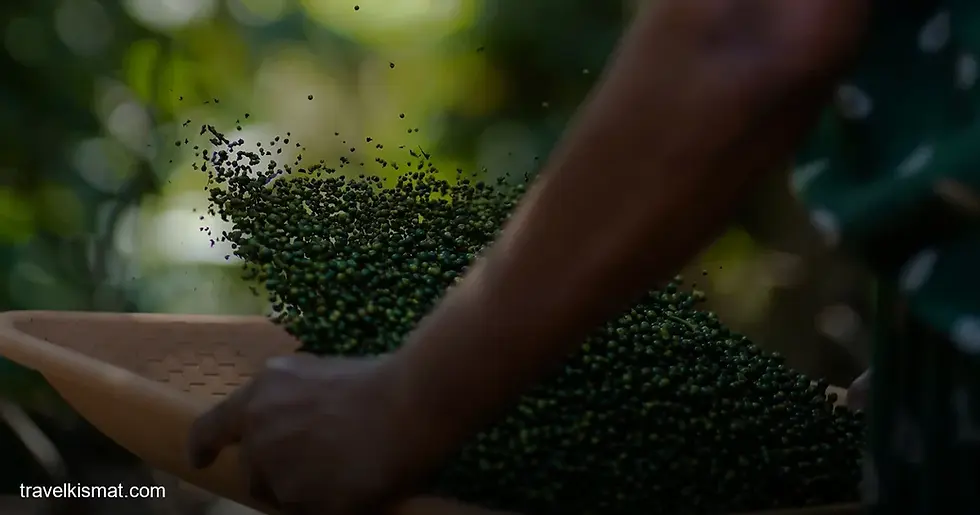 Wayanad's Family Spice Farms: Cooking Classes Straight From the Plantation