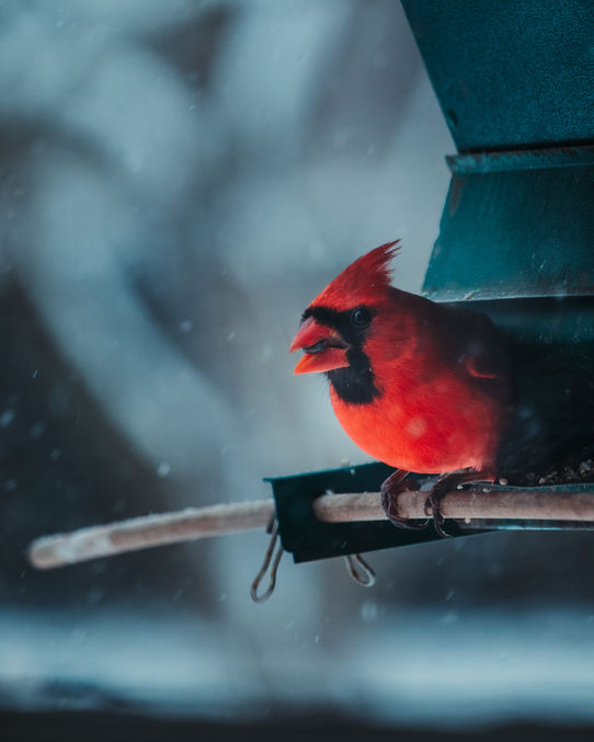 Cardinal_Feeder.jpg