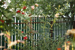 _MG_6206.JPG