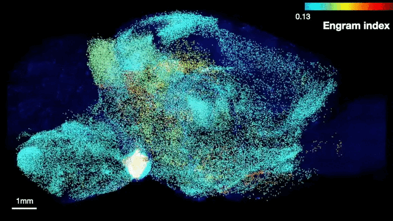 ezgif.com-gif-maker (1).gif