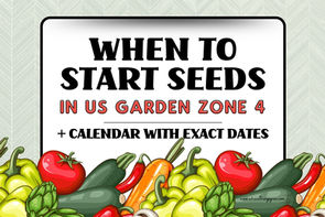 When to Start Seeds in US Garden Zone 4 + Calendar with Exact Dates