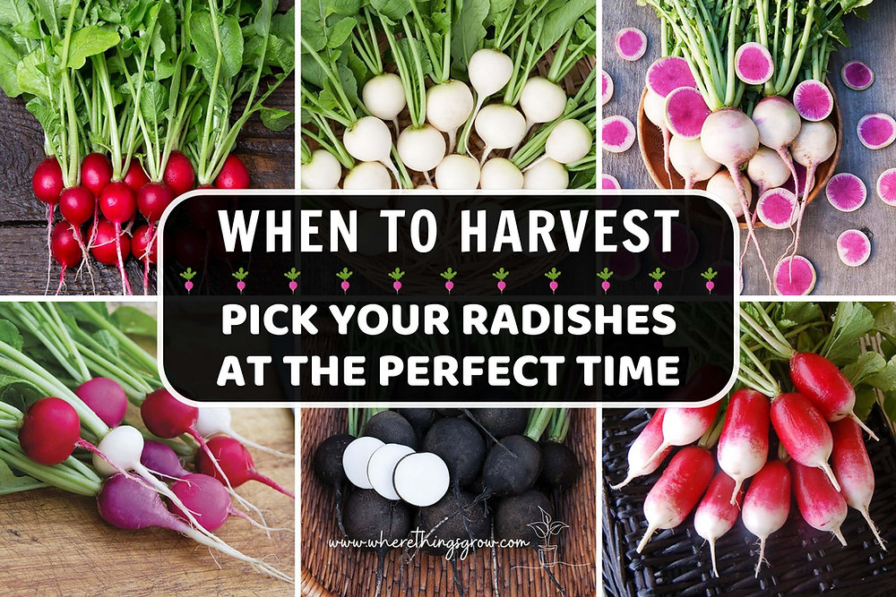 Radishes Ripe When to Harvest: Pick Your Radishes at the Perfect Time