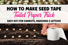 How to Make Seed Tape with Toilet Paper (The 10-Minute Garden Hack)