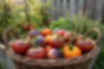 Fresh garden tomatoes harvested at peak ripeness.