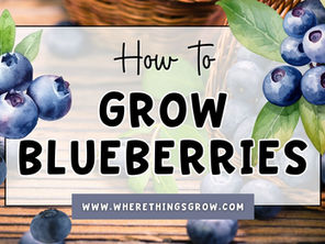 How to Grow Blueberries (Step-by-Step): Soil, Planting, Care, Pruning & Harvest