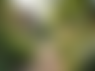 Multisensoryczne ogrody: harmonia z naturą i historią