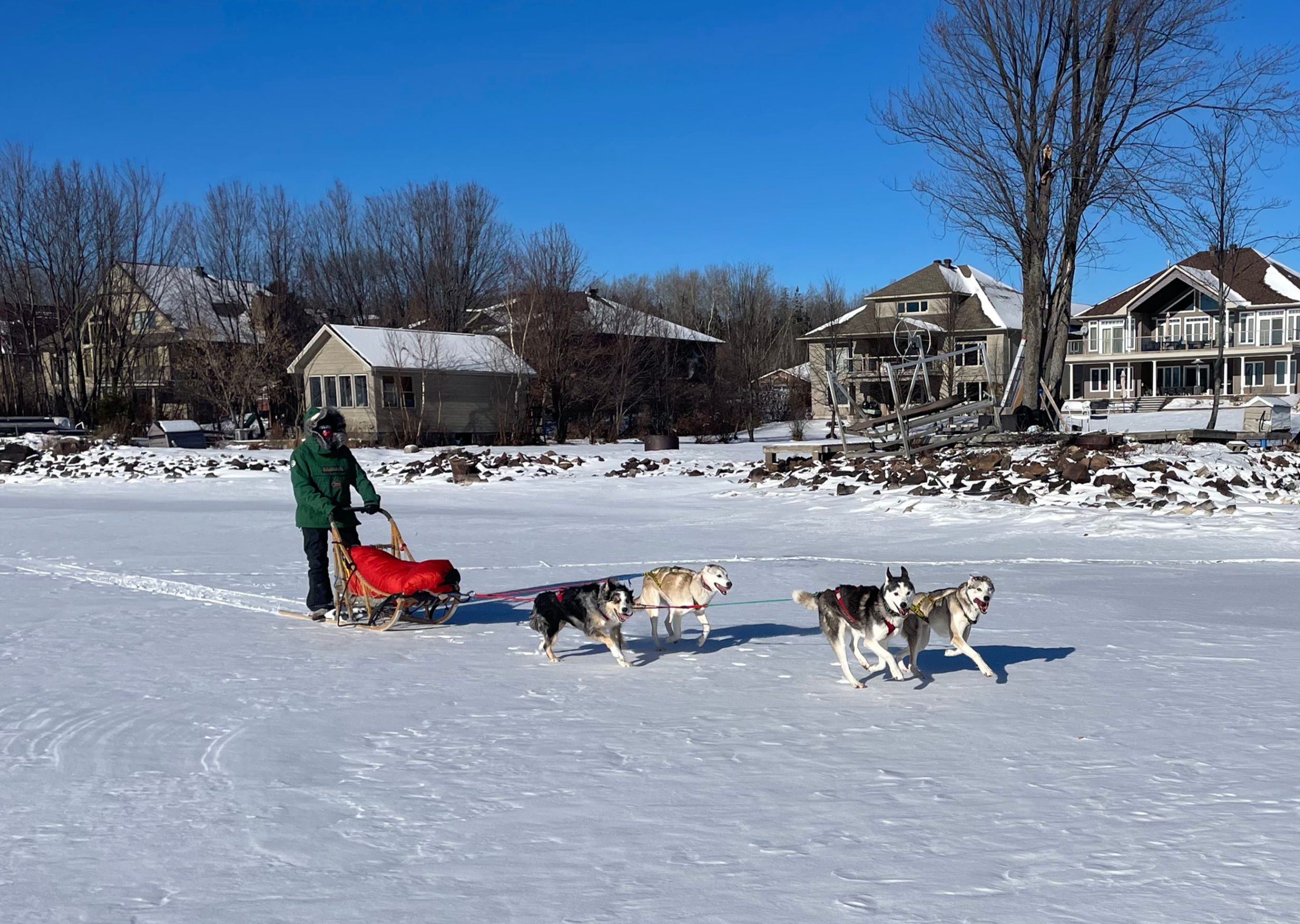 4-Dog Gang Line, cable filled
