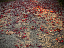 １月オンラインクラスおよび南森町クラスのスケジュールに関して