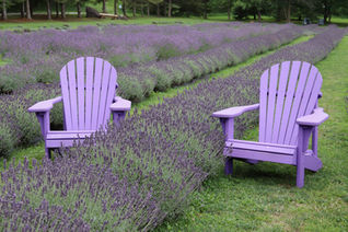 Lavender Fields