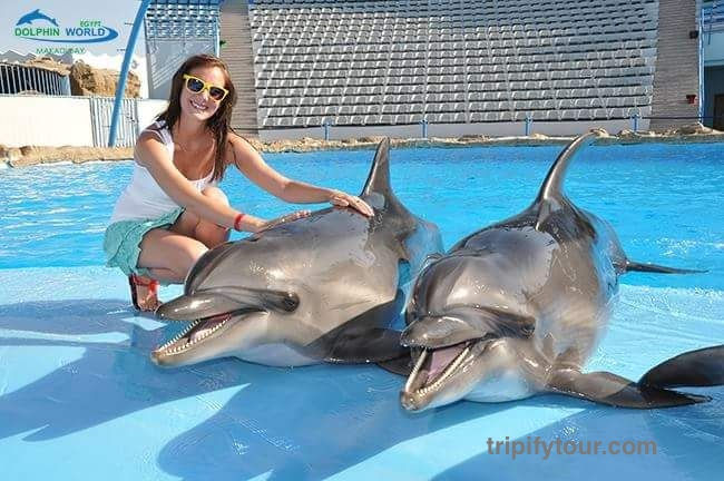 dolphin show