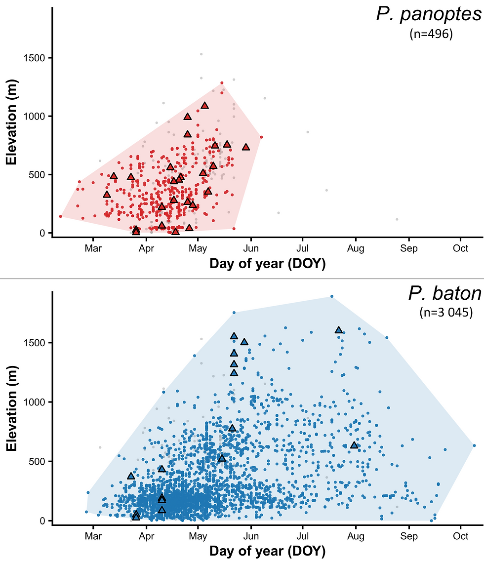Phénologie des deux espèces de Palaeophilotes en Occitanie.