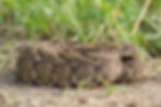 Puff adder (Bitis arietans)