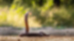 Mozambique spitting cobra (Naja mossambica)