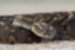 Puff adder (Bitis arietans)