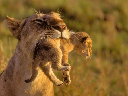 Antes que mujer, soy hembra