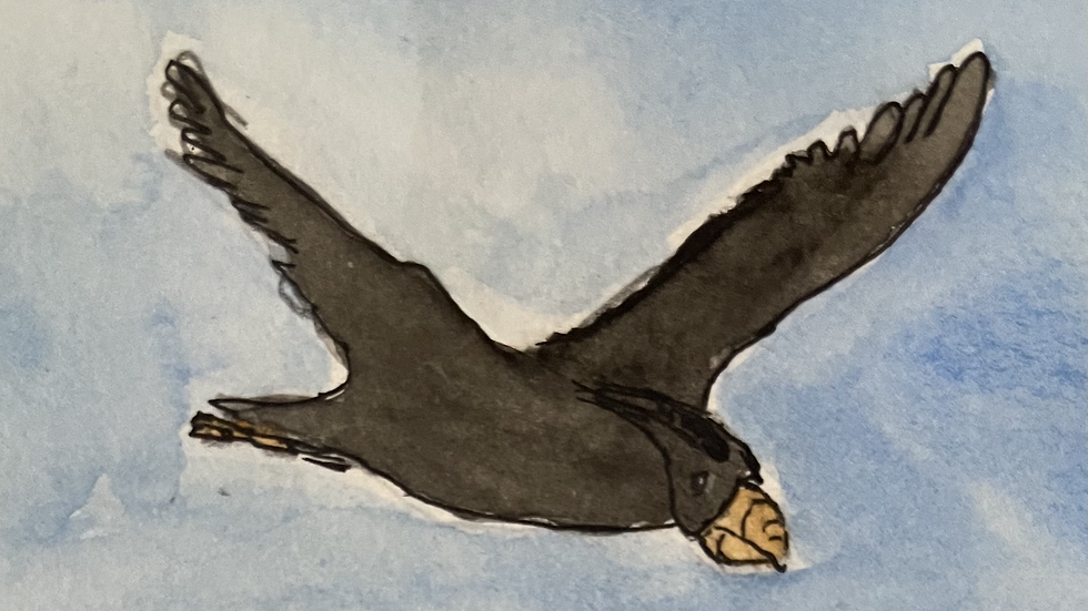 a puffin that is full dark (no breeding plumage) flies through the sky