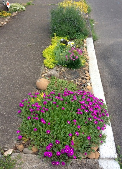 A small strip of space between the road and the sidewalk, it has pink and yellow flowers and native grasses growing in it