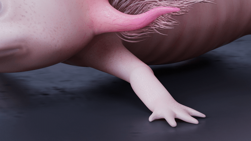 Axolotl_IMBA_WIDE_V6.gif