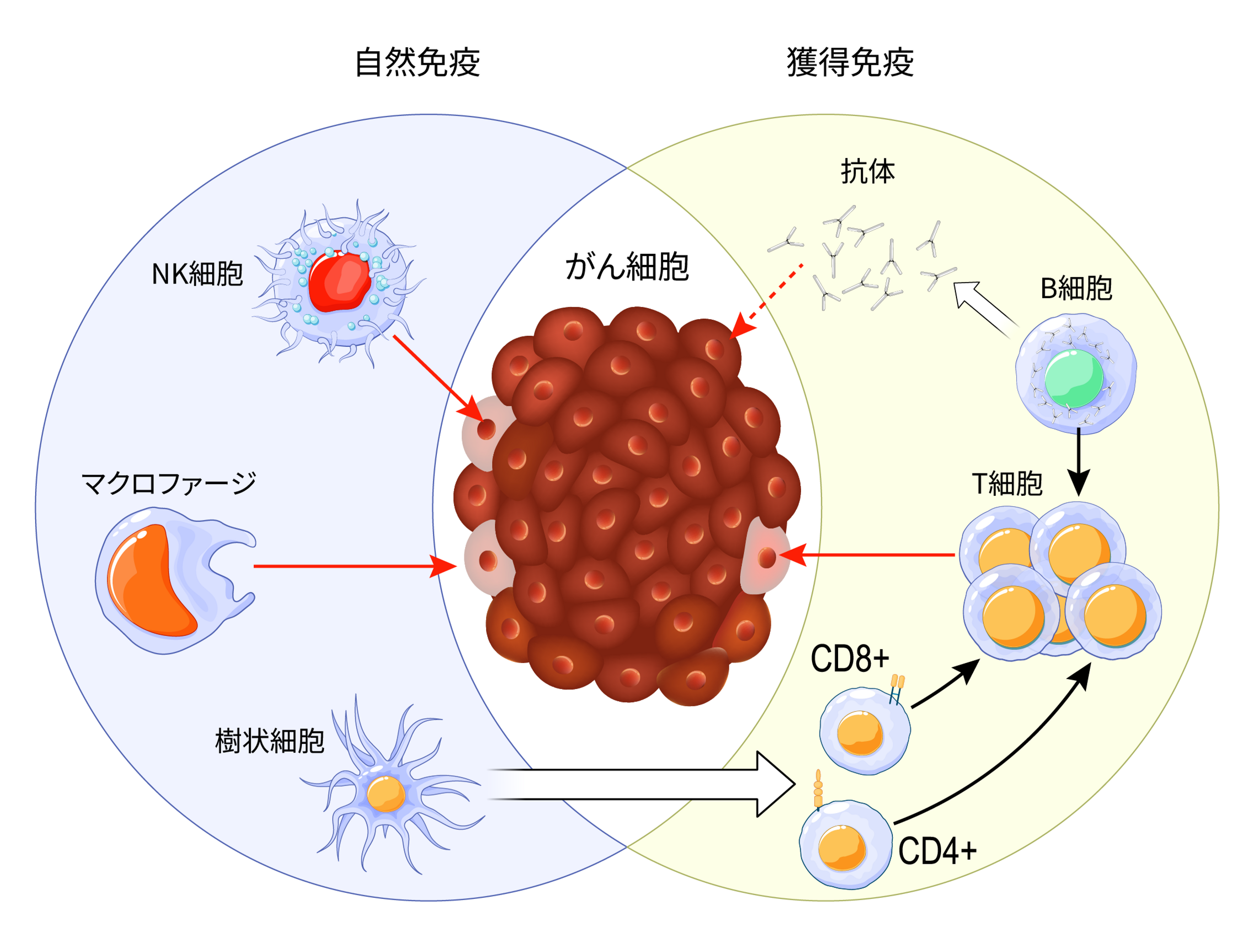 癌細胞、発がん、分子生物学　本4冊まとめ売り 細胞の分子生物学 第6版 | ALBERTS, JOHNSON, LEWIS, MORGAN, RAFF