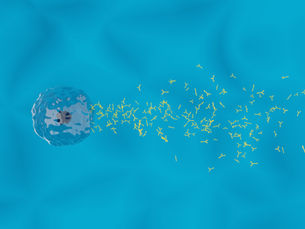 NK細胞の力：自然免疫の第一線