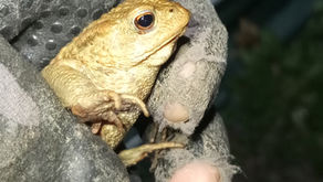 ein mit Handschuhen gehaltenes Krötenmännchen