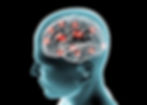 Human Brain