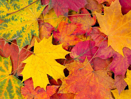 Last Garden Chores of 2021