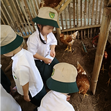 Prem chickens.png