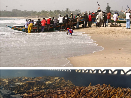GunjurBiz: We Must Revive our Fishing Industry