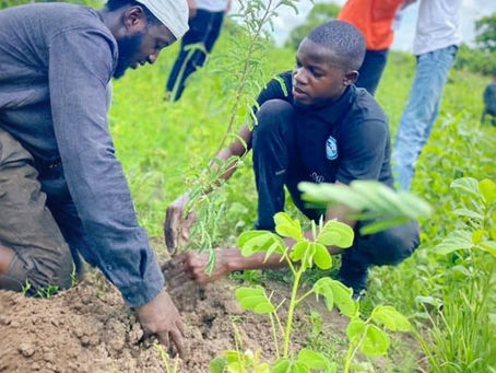 Op-Ed: Beyond The Ceremony: Why Tree Planting Is Not Enough