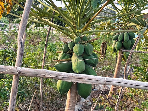 Papaya.jpg