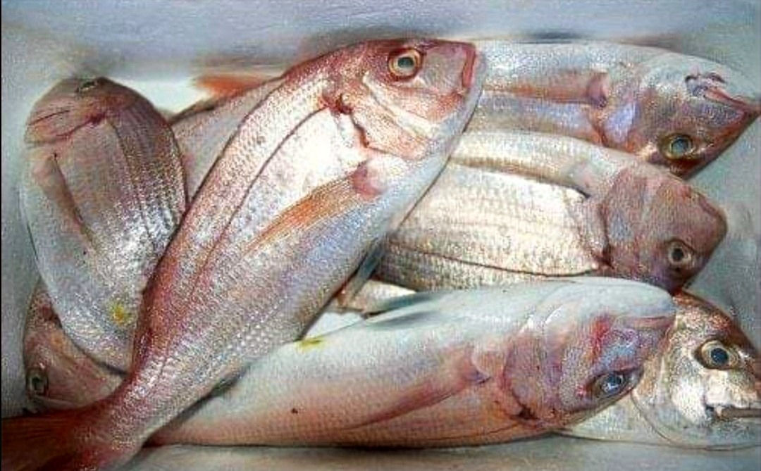 Red snapper 3kg box