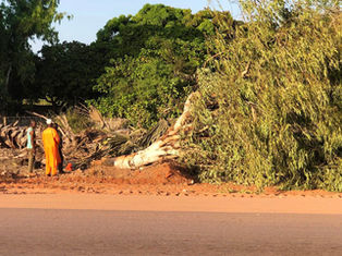 Environmental Tears: Economic growth vs Tree growth | Gunjur Online