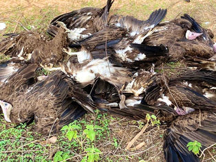 Mass Death of Hooded Vultures Reported in Gunjur: Poisoning Suspected