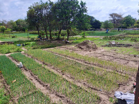 Gunjur WDC Launches Holland Garden Fencing Project and Borehole Water Initiative