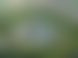 지금 독일은..... ,