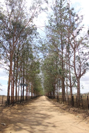 Fazenda Guanabara