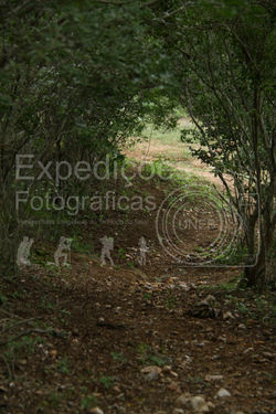 Carolina-4347