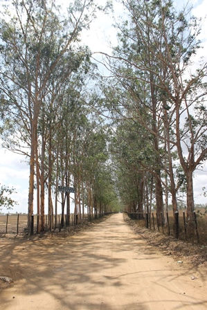 Fazenda Guanabara